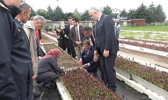 Doğadan tarlaya salep yolculuğu Samsun'da büyüyor