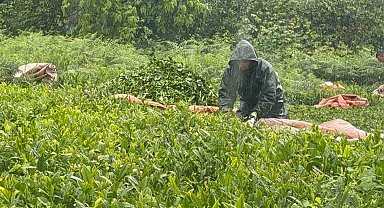 Doğu Karadeniz'de yağmur çay hasadını durdurmadı