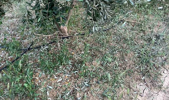 Dolu, kayısı ve zeytinlere zarar verdi