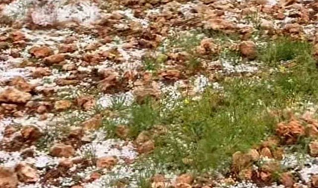Dolu yağışı Antep fıstığı bahçelerine zarar verdi