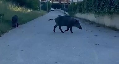 Domuzlar yerleşim yerine inerek yiyecek aradı
