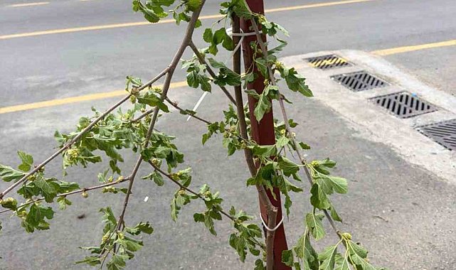 Dut ağacının taze dalını kırmakla yetinmeyip dönüp yemeye başladı