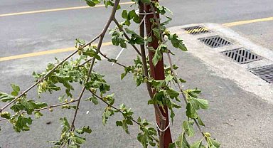 Dut ağacının taze dalını kırmakla yetinmeyip dönüp yemeye başladı