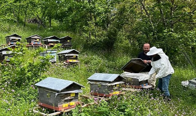 Düzce'de yıllık 502 ton üretiliyor