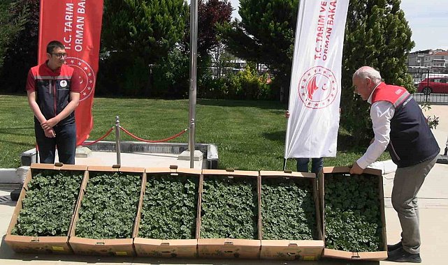 Edirne'de karpuz fideleri üreticiyle buluştu: 63 çiftçiye 60 bin fide dağıtıldı