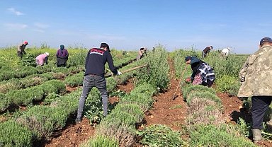 Edirne'de verimsiz araziler lavanta tarlasına dönüştü