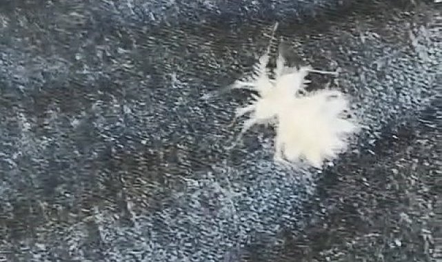 Elazığ'da 'Dikenli Dantel Böceği' görüntülendi
