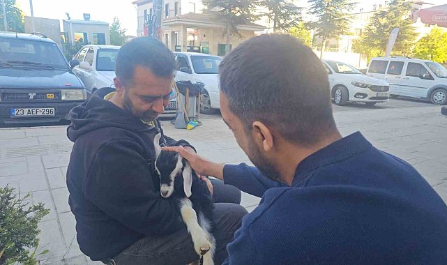 Elazığ'da 'Zeytin' isimli oğlak, mahallenin maskotu haline geldi