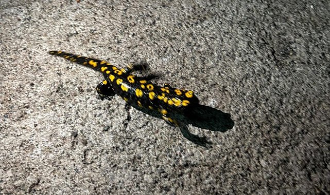 Elazığ'da benekli semender görüldü
