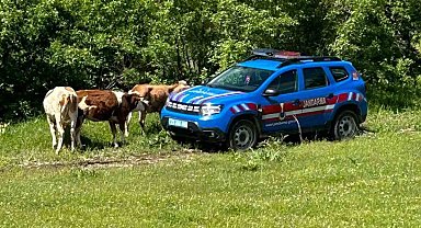 Elazığ'da kaybolan inekler dron ile bulundu