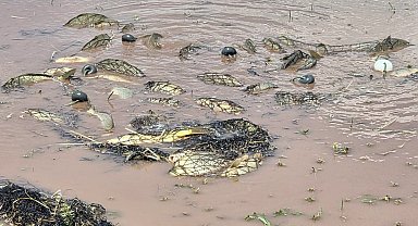 Elazığ'da kaçak avcılığa darbe! Tonlarca balık doğaya geri kazandırıldı