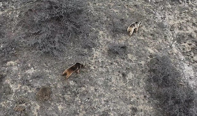 Erzincan'da ayı saldırısı: 20 koyun telef oldu