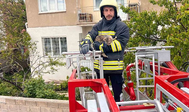 Erzincan'da çatıda mahsur kalan kedi itfaiye ekiplerince kurtarıldı