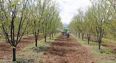 Erzincan'da meyve üreticilerine yağış sonrası ilaçlama uyarısı