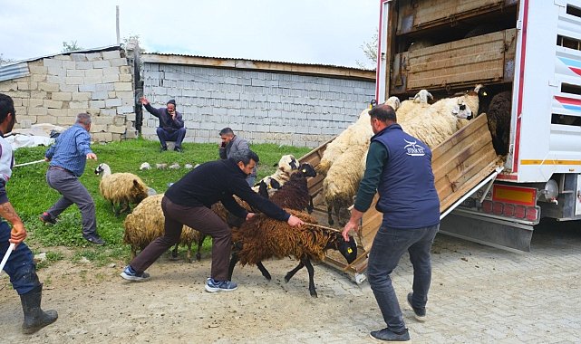 Erzincan'da yayla yolculuğu başladı, üreticiler hayvanları kamyonlara yüklemekte zorlandı