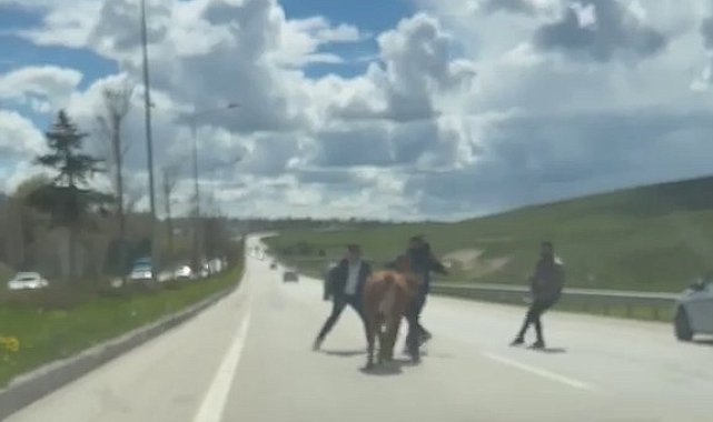 Erzurum'da bir kurban klasiği: Kaçan kurbanlıklar trafiği birbirine kattı