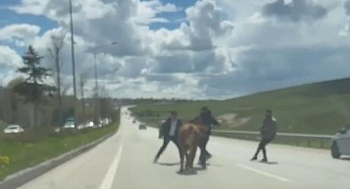 Erzurum'da bir kurban klasiği: Kaçan kurbanlıklar trafiği birbirine kattı