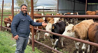 Eskişehir'de büyükbaş kurbanlık bitti, üreticinin yüzü güldü