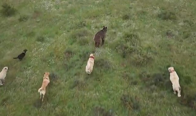 Eskişehir'de sürüye saldıran ayıya kangal köpekleri engel oldu