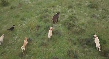 Eskişehir'de sürüye saldıran ayıya kangal köpekleri engel oldu