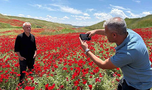 Gelinciklerle kırmızıya bürünen nohut tarlası hayran bıraktı