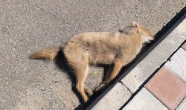 Gercüş'te otomobilin çarptığı çakal telef oldu