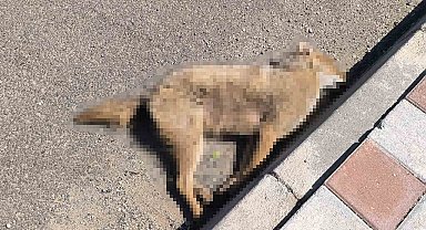 Gercüş'te otomobilin çarptığı çakal telef oldu