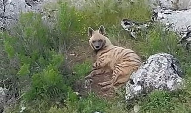 Gölbaşı ilçesinde nesli tükenmekte olan sırtlan görüldü
