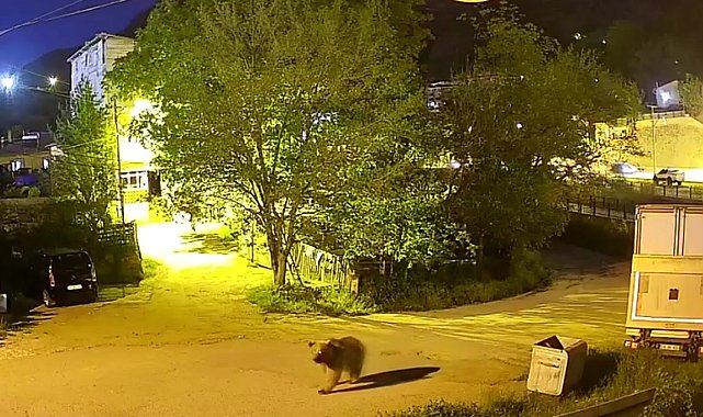 Gümüşhane'de şehir merkezinde yiyecek arayan ayı kamerada