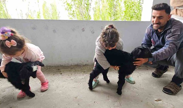 Hasköy'de gök gürültüsünden korkan yavru keçiler balkona sığındı