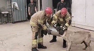 Hava filtresine sıkışan köpek kurtarıldı