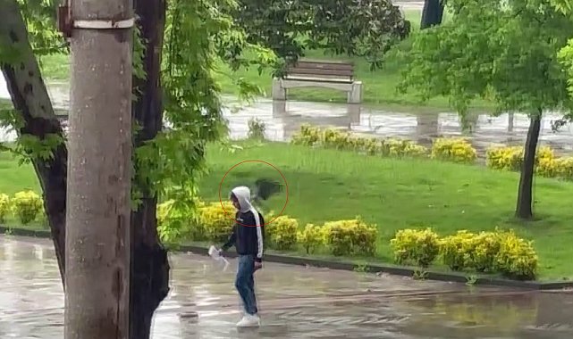Haylaz karga sahilde yürüyenlere "musallat" oldu