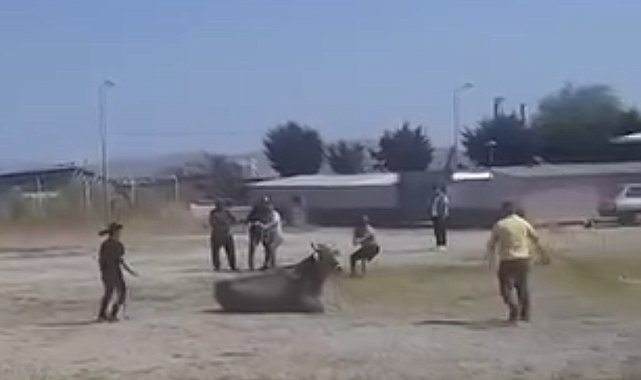 Hayvan pazarından kaçan inek ortalığı karıştırdı