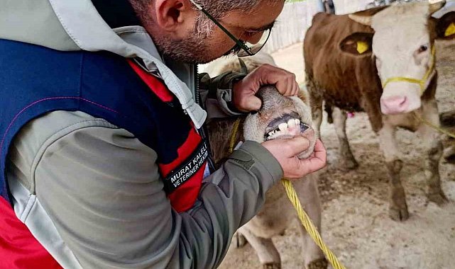 Hayvan pazarlarında denetim Arefe gününde de sürüyor