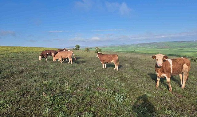 Hayvanları kaybolan vatandaşın imdadına Jandarma yetişti