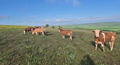 Hayvanları kaybolan vatandaşın imdadına Jandarma yetişti