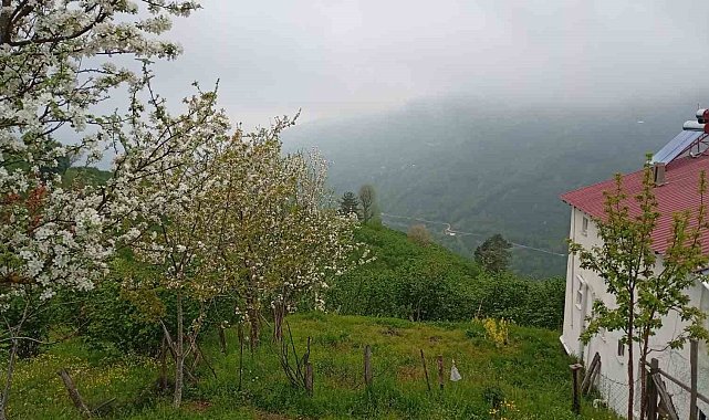 Hendek'in yüksek kesimlerinde bahar ve sis bir arada