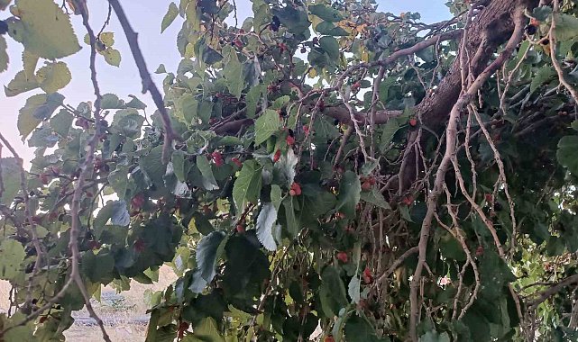Hizan'ın dut yetiştiriciliği raporu açıklandı: Potansiyel büyük, teknik bilgi düşük
