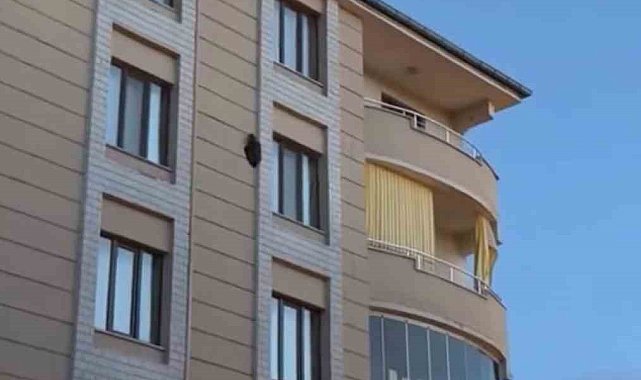 Iğdır'da kargaların saldırısına uğrayan saz delicesi kameraya yansıdı