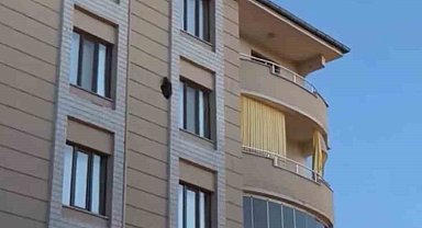 Iğdır'da kargaların saldırısına uğrayan saz delicesi kameraya yansıdı