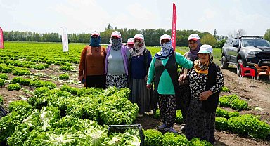 Iğdır'da sezonun ilk hasadı marulla başladı