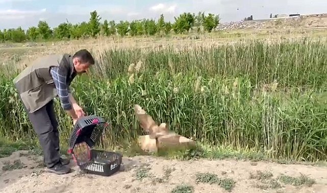 Iğdır'da yaralı bulunan şahin yeniden doğaya bırakıldı
