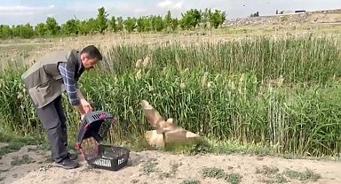 Iğdır'da yaralı bulunan şahin yeniden doğaya bırakıldı