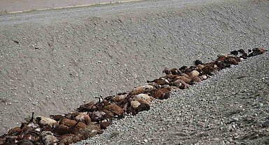 Iğdır'daki arı saldırısının ardından bölgede hasar tespiti sürüyor