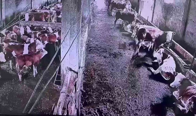 İnsanların hissetmediği depremi inekler hissetti