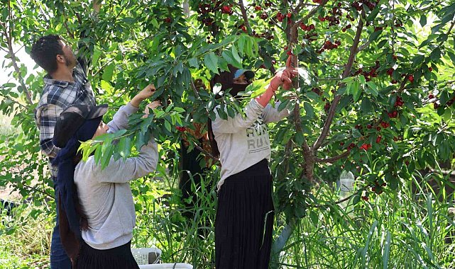 İspanyol kirazı Adana'dan Avrupa'ya ihraç ediliyor