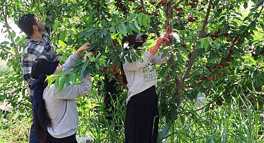 İspanyol kirazı Adana'dan Avrupa'ya ihraç ediliyor