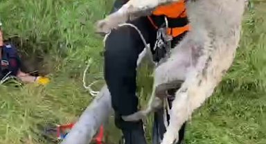 Isparta'da foseptik çukuruna düşen yavru köpek ve kaplumbağa kurtarıldı
