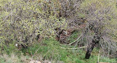 Isparta'da yüksekten düşen 36 yaşındaki kadın hayatını kaybetti