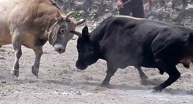 İspir'de boğa güreşleri nefes kesti